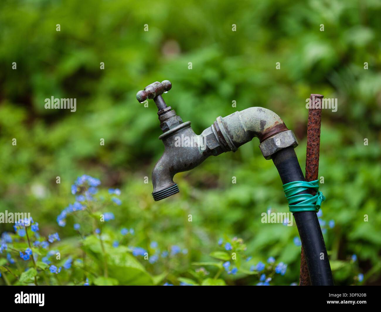 Well wetaherd garden tap threaded for hosepip attachment in te rain Stock Photo