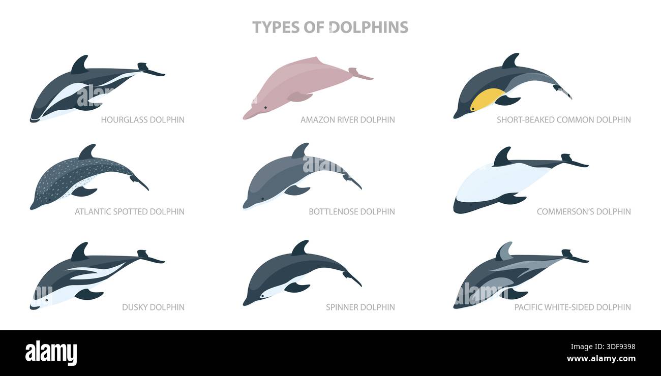 3D Isometric Flat Set of Types Of Dolphins, Educational Classification ...