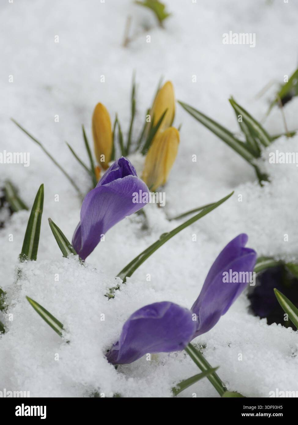 Crocus first spring flowers under white snow Stock Photo