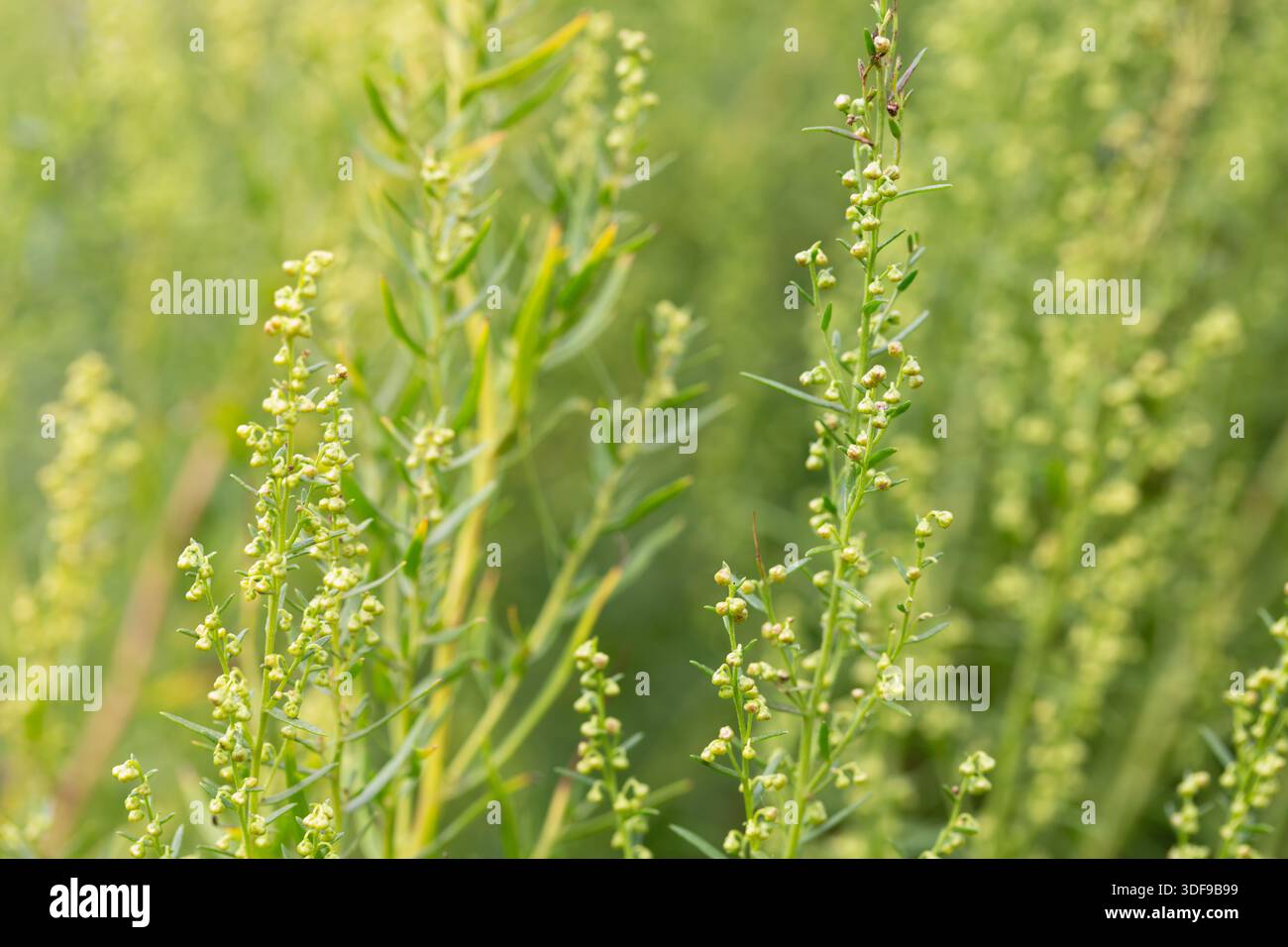 Plant Estragon or Tarragon (Artemisia dracunculus) is a spice used in  pickling, canning, and is an excellent seasoning for meat dishes. It has  Stock Photo - Alamy