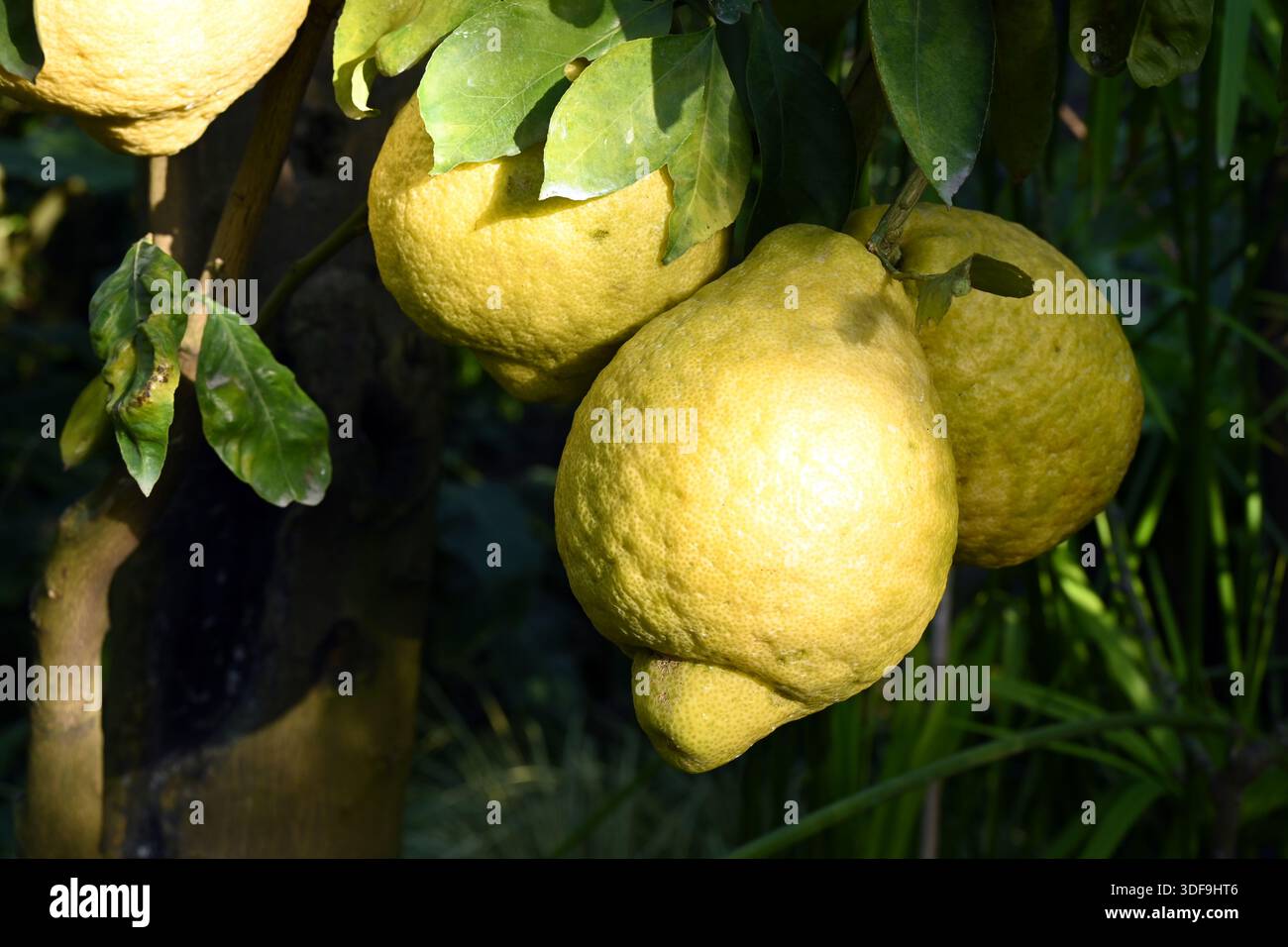 Yellow Cedro citrons (Citrus medica) hanging from a branch on a lush green tree in Sorrento, near Naples Stock Photo