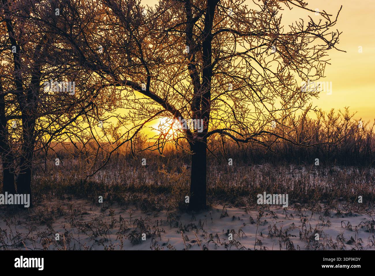 Winter sunset in forest. Tree back-lit with sunlight Stock Photo