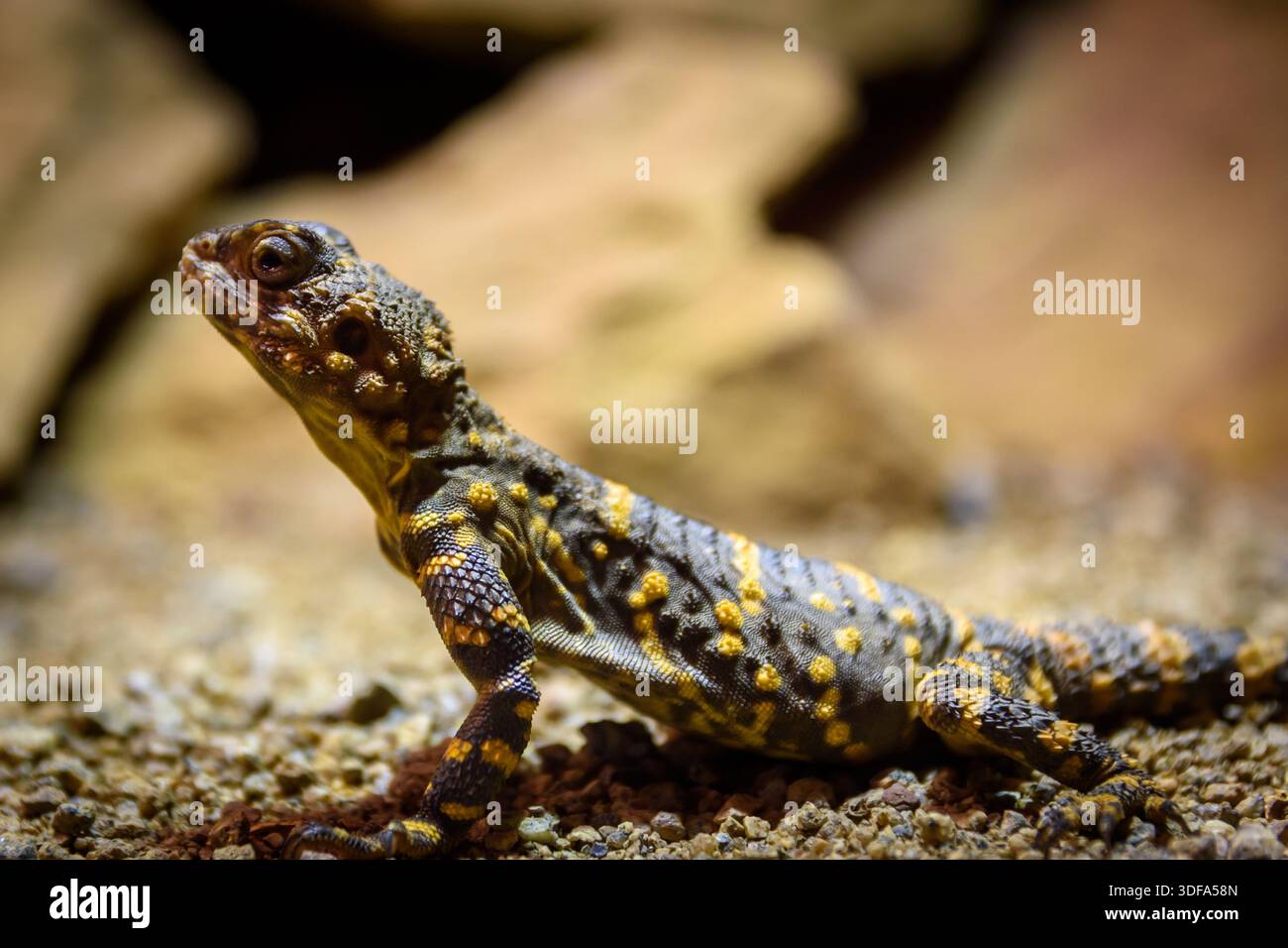 Spotted Sentinel – A vibrantly patterned lizard rests on gravel, its textured skin glowing against a rocky backdrop Stock Photo