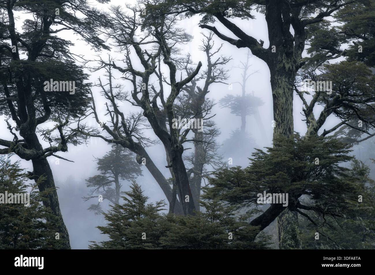 Dense pine trees shrouded in hi-res stock photography and images - Alamy