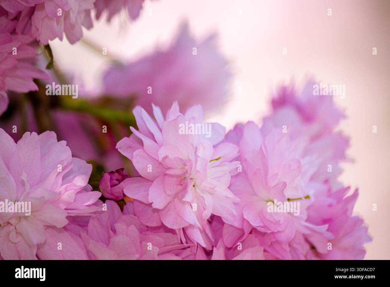 pink sakura flowers on branches in spring season. beautiful nature background of delicate kwanzan plant on a sunny day for wallpaper. urban uzhhorod Stock Photo