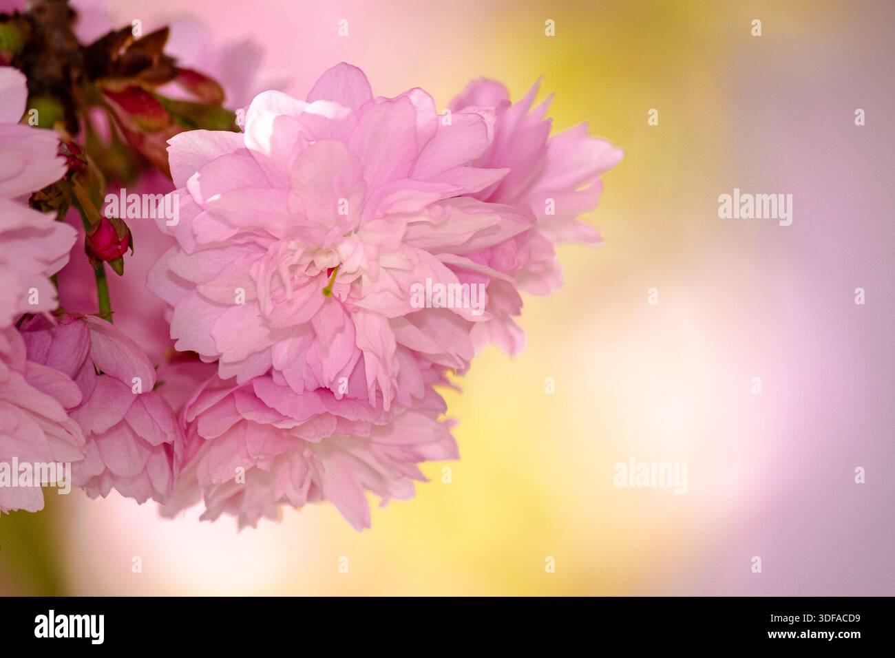 pink sakura flowers on branches in spring season. beautiful nature background of delicate kwanzan plant on a sunny day for wallpaper. urban uzhhorod Stock Photo