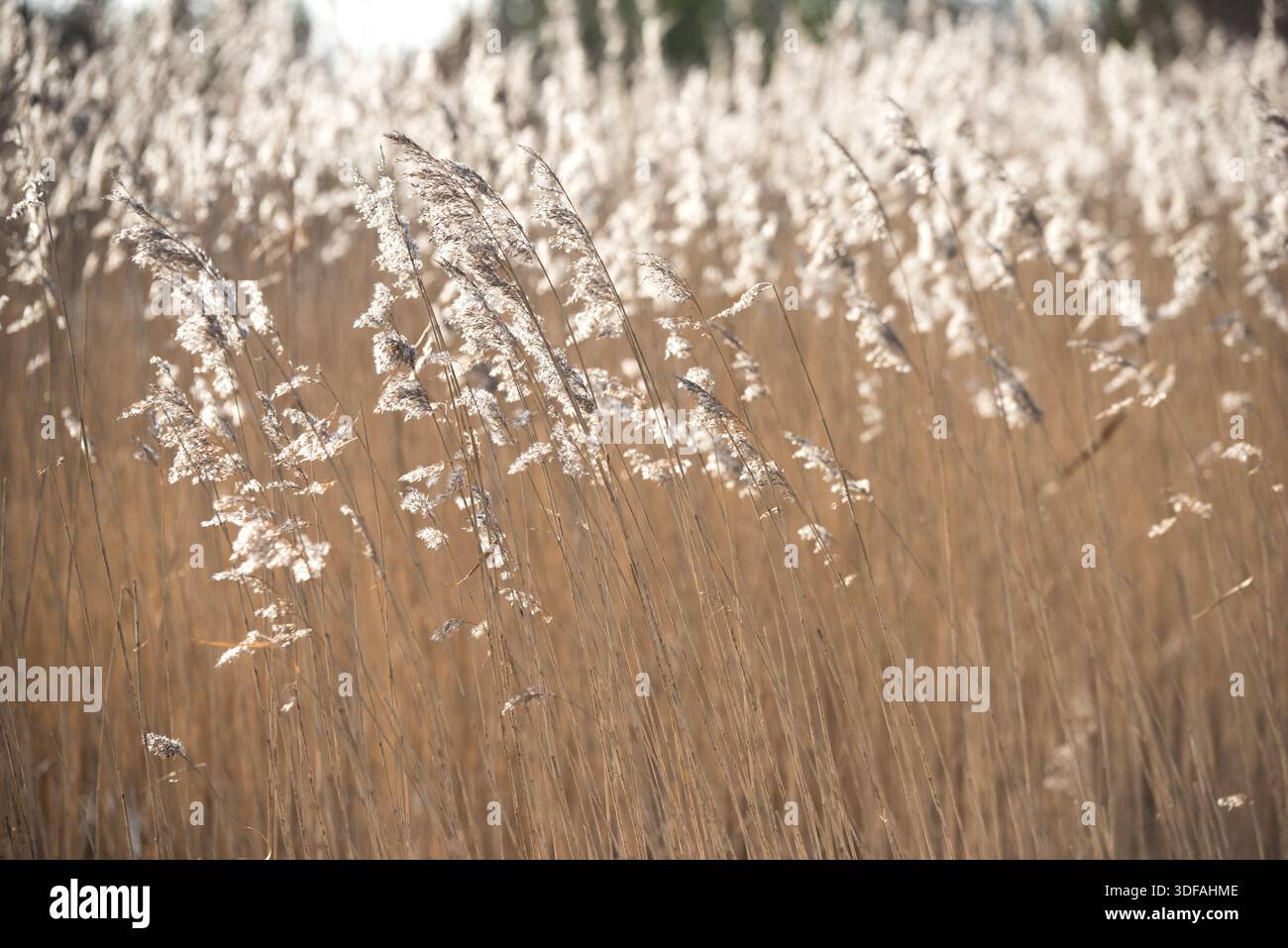 Leaves swaying gently in breeze hi-res stock photography and images - Alamy