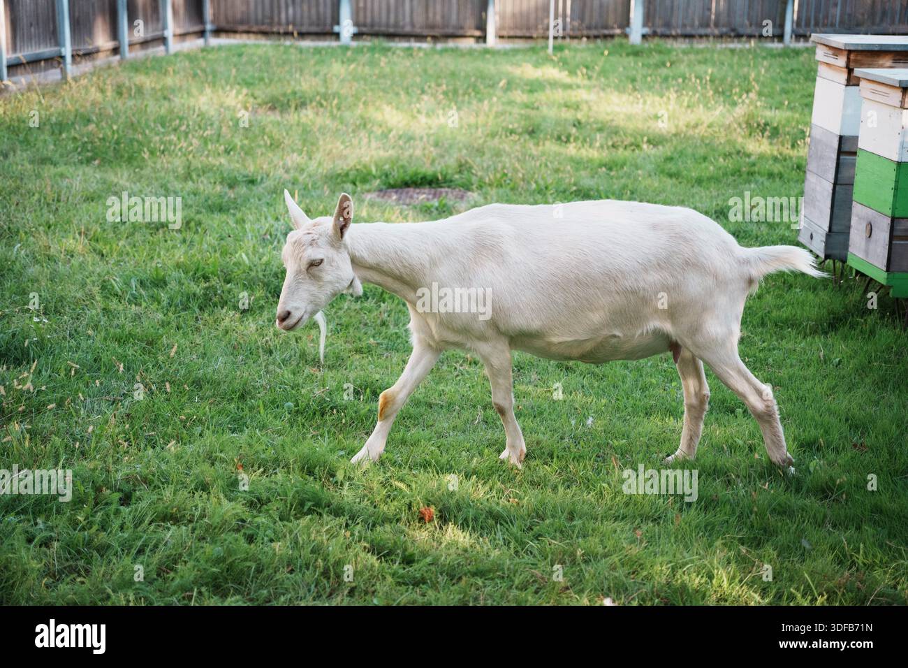 This image shows a light-colored goat walking on a grassy area. Stock Photo