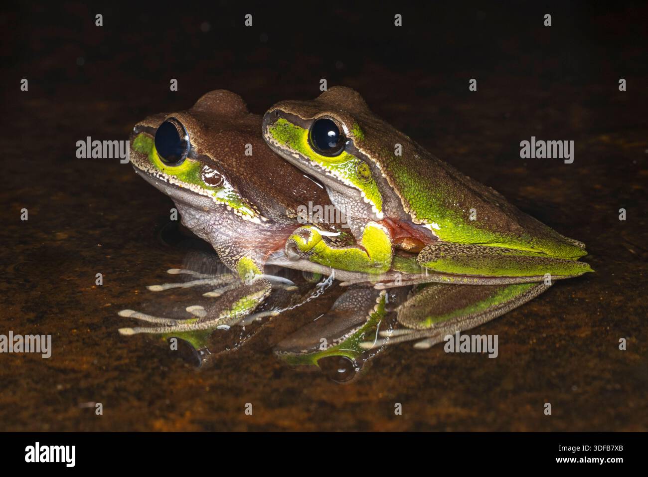 Australian Blue Mountains Tree Frog pair Stock Photo