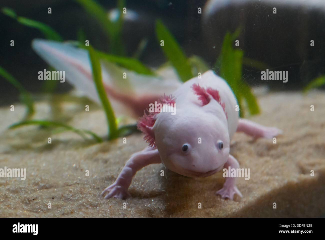 Vancouver, Canada. 11th Jan, 2026. An axolotls is pictured inside an aquarium during the 'Amazing Axolotls' exhibition at the Vancouver Aquarium in Vancouver, British Columbia, Canada, Jan. 11, 2026. The new permanent exhibit at the Vancouver Aquarium opened on Sunday features multiple habitats and interactive displays highlighting the unique biology and regenerative abilities of axolotls, an endangered amphibian native to Mexico. Credit: Liang Sen/Xinhua/Alamy Live News Stock Photo