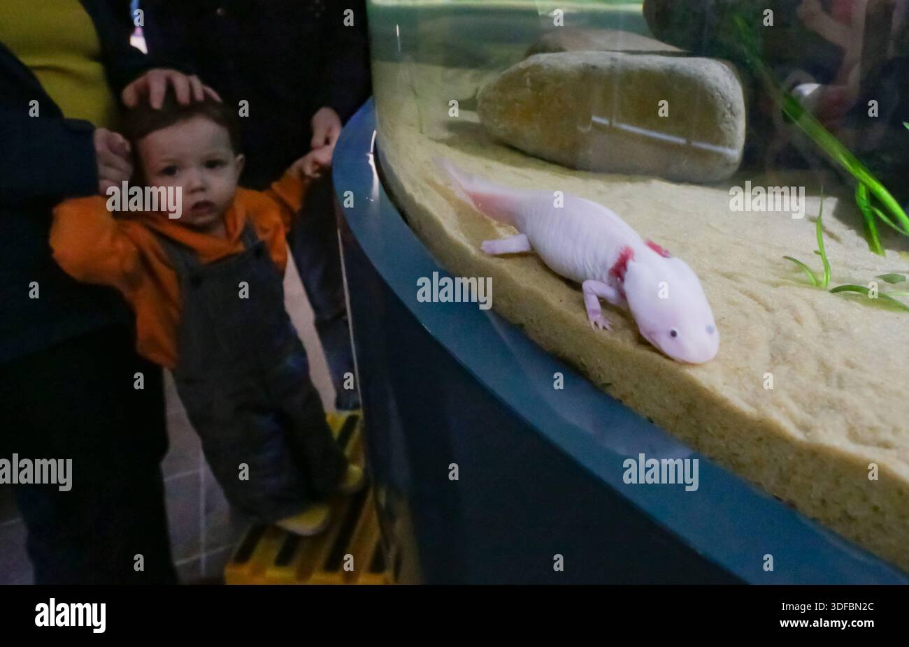 Vancouver, Canada. 11th Jan, 2026. An axolotls is pictured inside an aquarium during the 'Amazing Axolotls' exhibition at the Vancouver Aquarium in Vancouver, British Columbia, Canada, Jan. 11, 2026. The new permanent exhibit at the Vancouver Aquarium opened on Sunday features multiple habitats and interactive displays highlighting the unique biology and regenerative abilities of axolotls, an endangered amphibian native to Mexico. Credit: Liang Sen/Xinhua/Alamy Live News Stock Photo