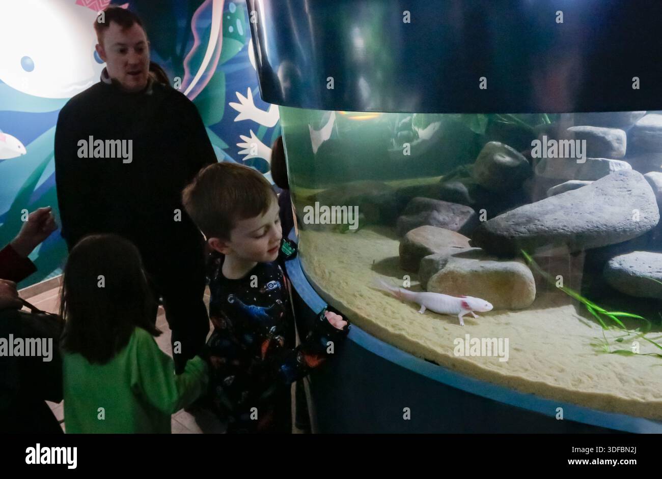 Vancouver, Canada. 11th Jan, 2026. Visitors observe an axolotl during the 'Amazing Axolotls' exhibition at the Vancouver Aquarium in Vancouver, British Columbia, Canada, Jan. 11, 2026. The new permanent exhibit at the Vancouver Aquarium opened on Sunday features multiple habitats and interactive displays highlighting the unique biology and regenerative abilities of axolotls, an endangered amphibian native to Mexico. Credit: Liang Sen/Xinhua/Alamy Live News Stock Photo