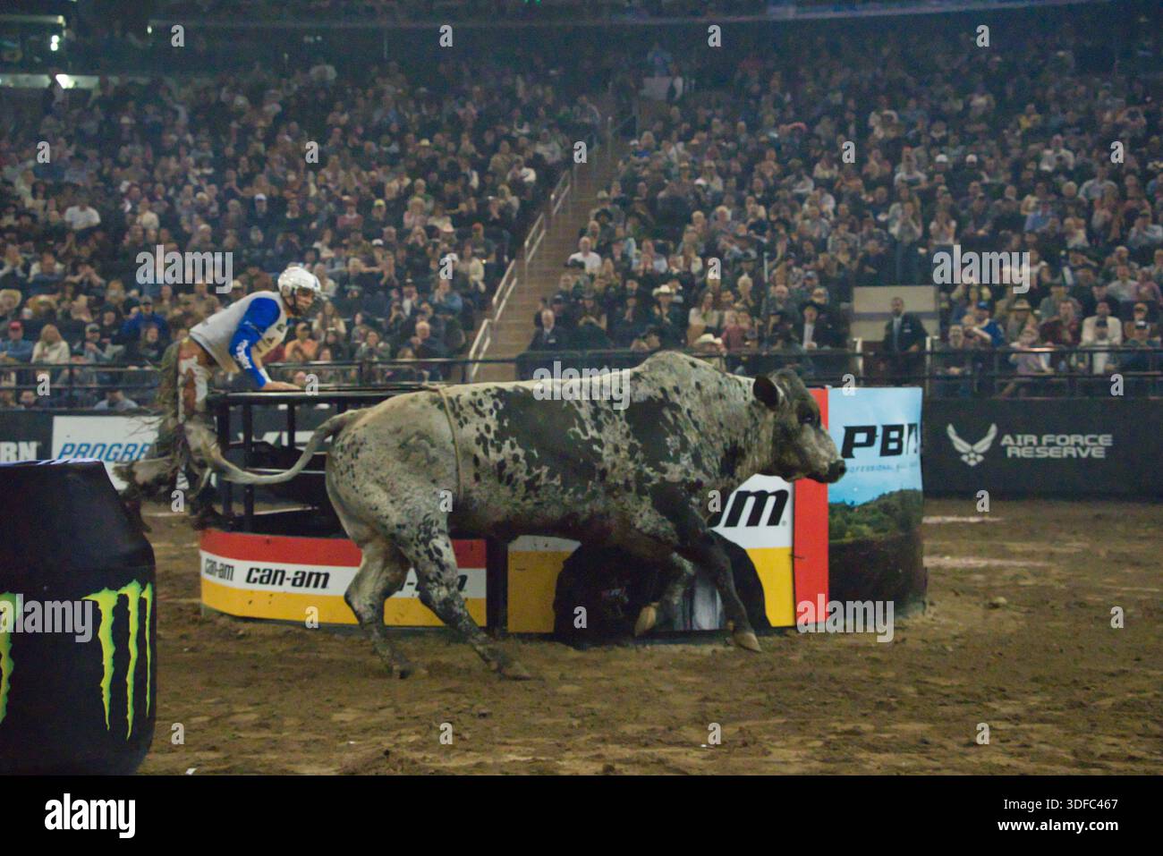 A bull rider is balanced on a bucking bull in an arena, with a large ...