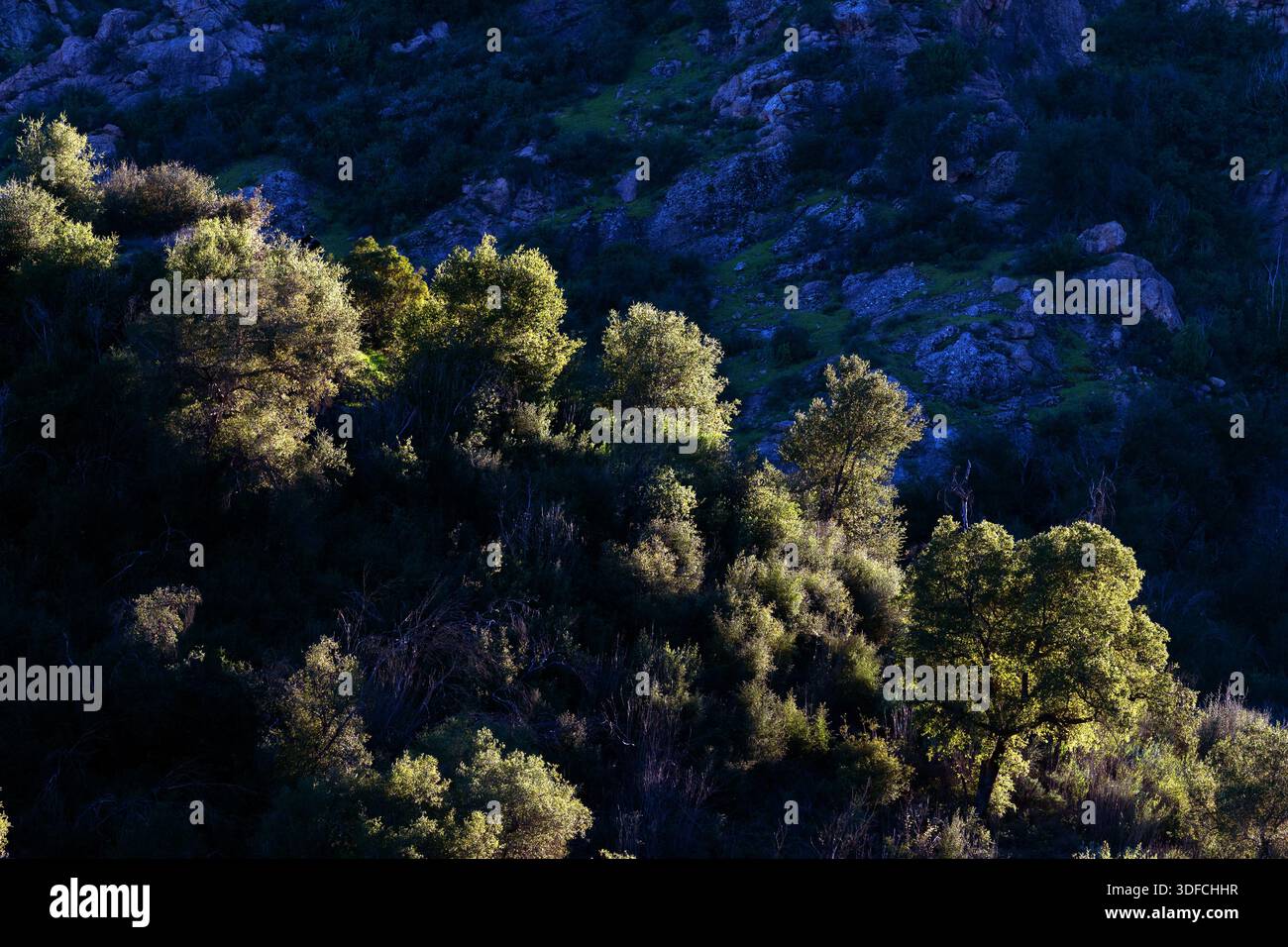 Late-afternoon sunlight highlights oak trees and dense chaparral vegetation on a hillside in Malibu Creek State Park, California. Stock Photo