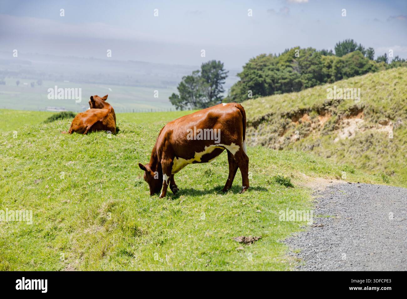 Brown Cows Grazing Peacefully Sunny Hillside Stock Photo - Alamy