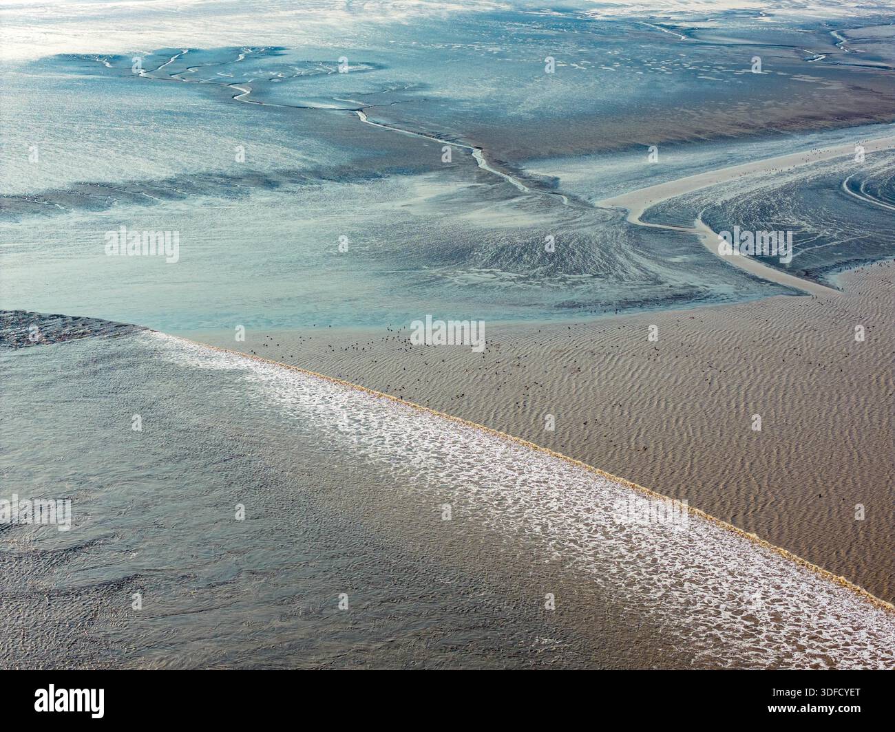 Tidal trees form an engraved forest-like landscape on the tidal flats ...