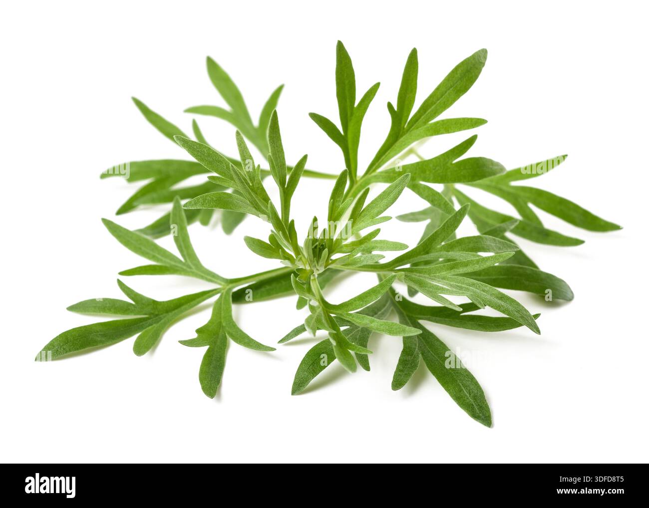Artemisia absinthium  branch  isolated on white background  isolated on white background Stock Photo