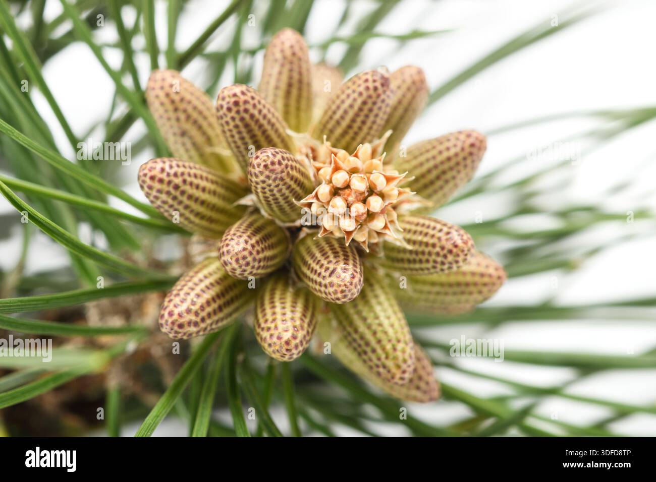 Pollen cones on an Austrian Pine Stock Photo