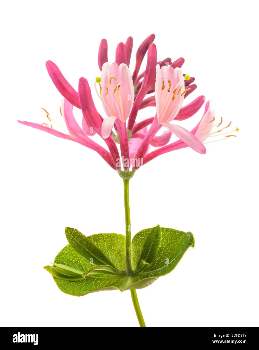 Red honeysuckle flower isolated on white background Stock Photo