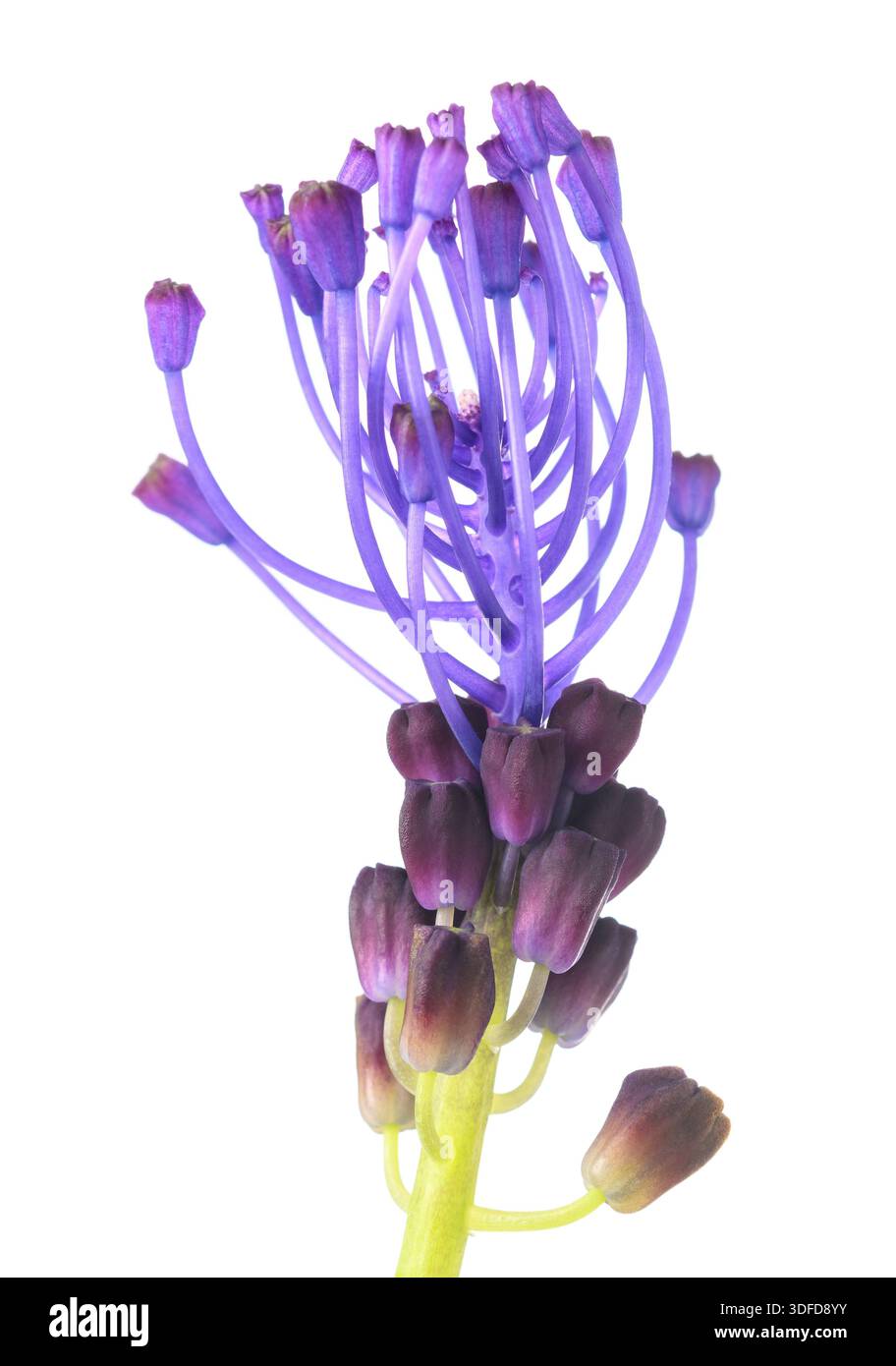 Tassel hyacinth flower isolated on white background Stock Photo