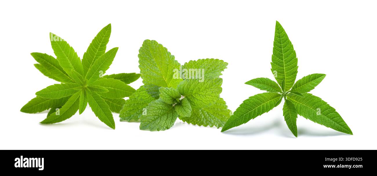 Fresh lemon balm and Lemon verbena  isolated on white background Stock Photo