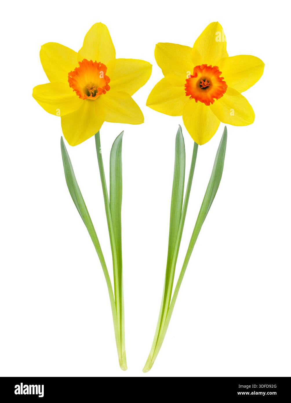 Yellow  Daffodils flowers isolated on white background Stock Photo