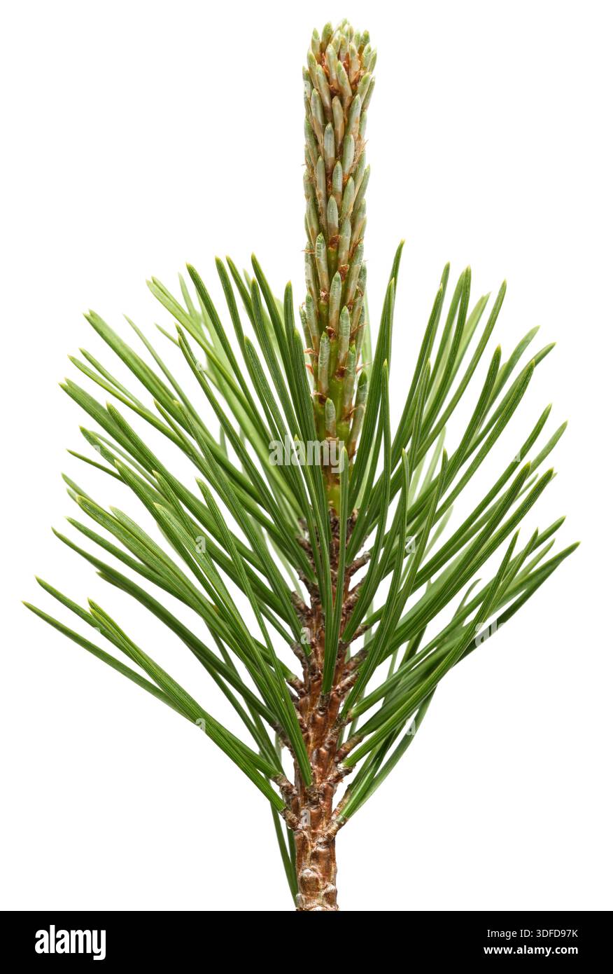 Mugo pine branch  isolated on white background Stock Photo
