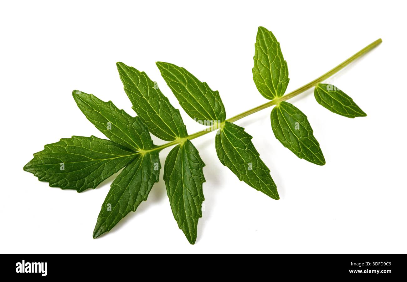 Fresh Valerian sprig isolated on white background Stock Photo