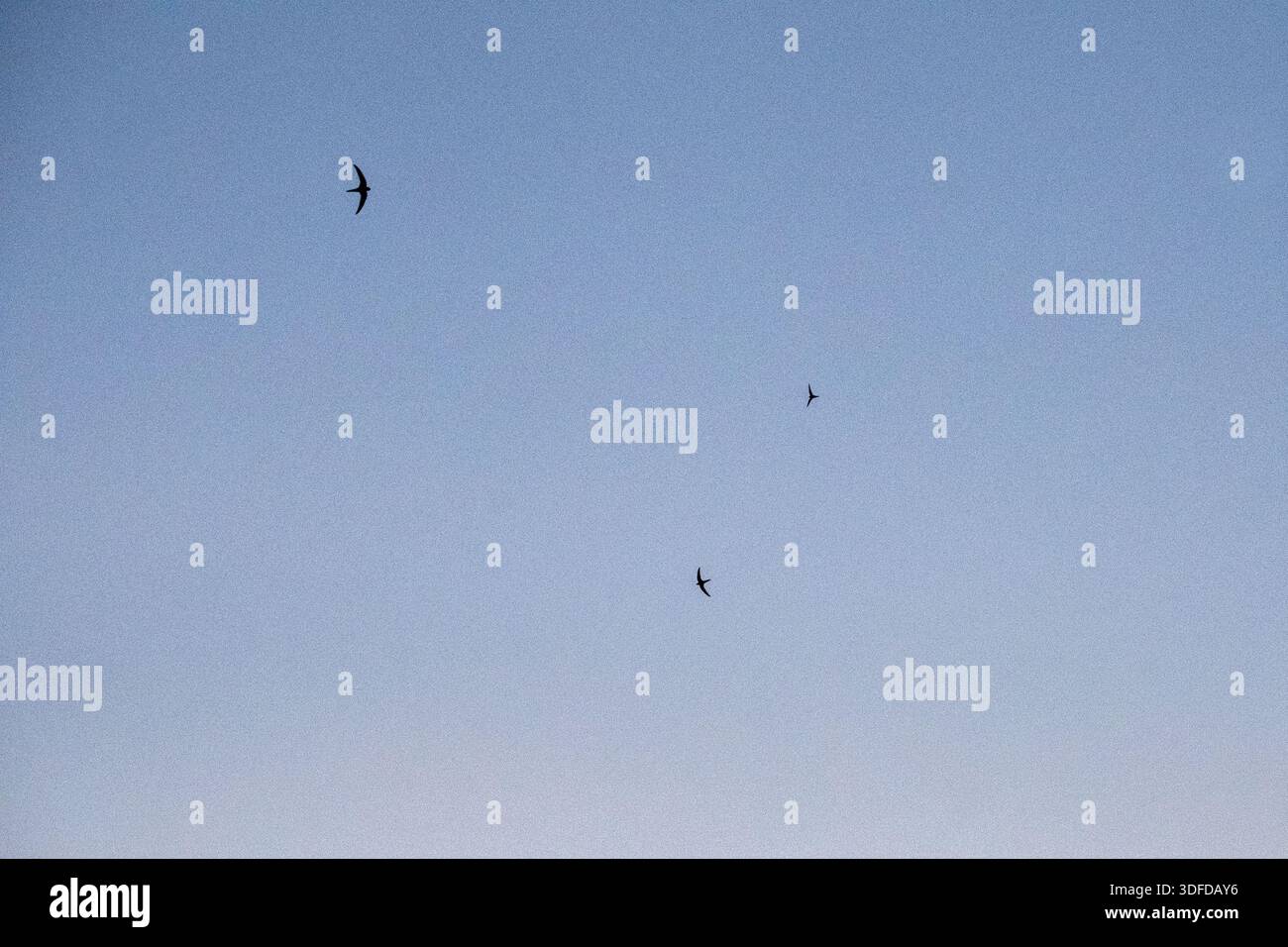 Family apodidae hi-res stock photography and images - Alamy