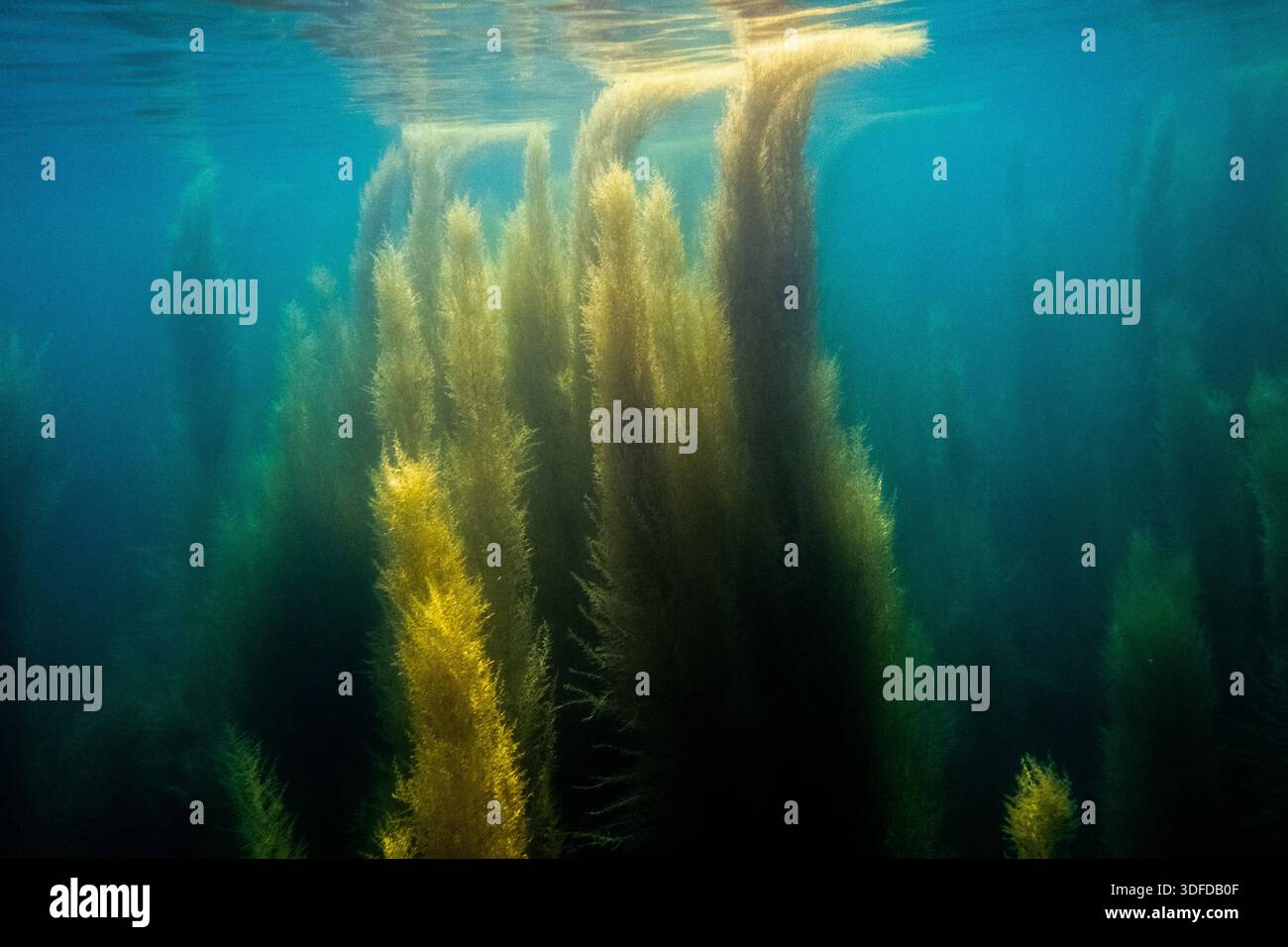Columns of Plocamium cartilagineum (family Plocamiaceae) bend at the ...