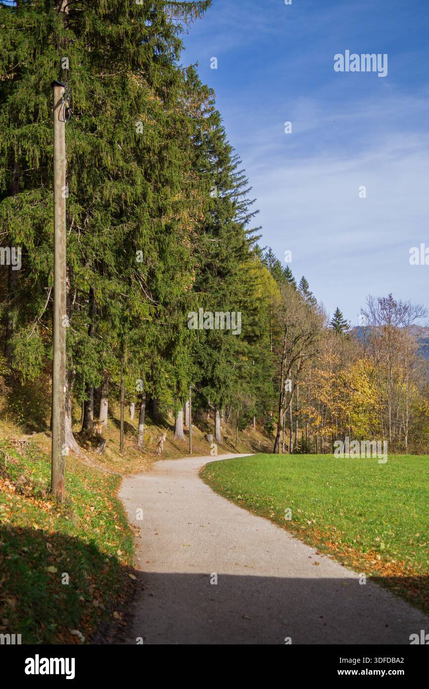A quiet forest path runs along a green meadow bordered by tall pine trees. Stock Photo