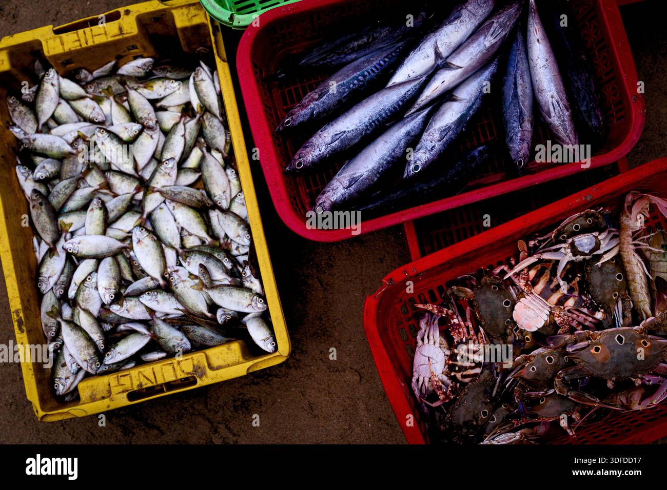 Freshly caught seafood, Tam Tien Fish Market Stock Photo - Alamy