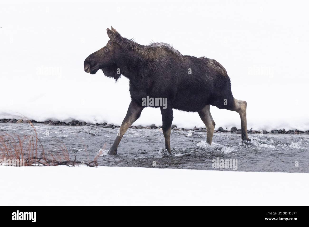 Bull Moose that already lost its antlers, Walking Through Snowy Stock ...