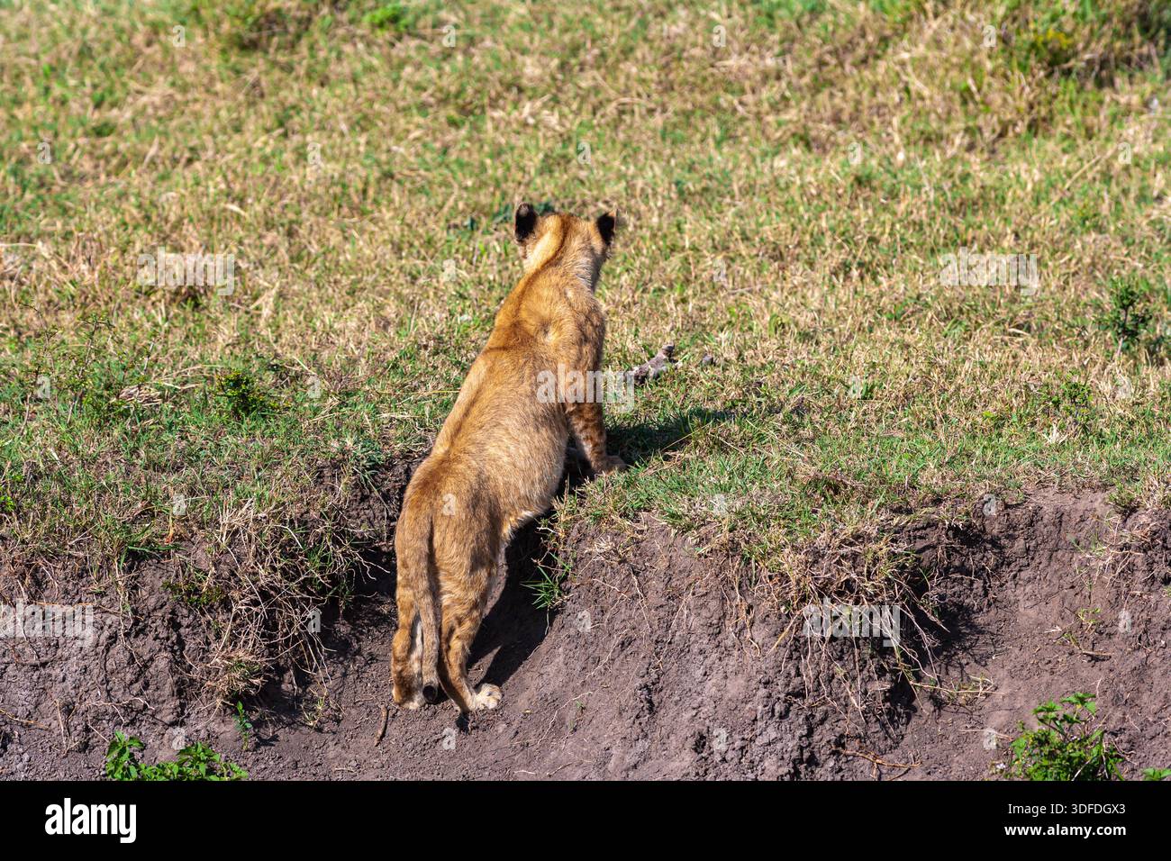 Lioness cub masai mara hi-res stock photography and images - Alamy