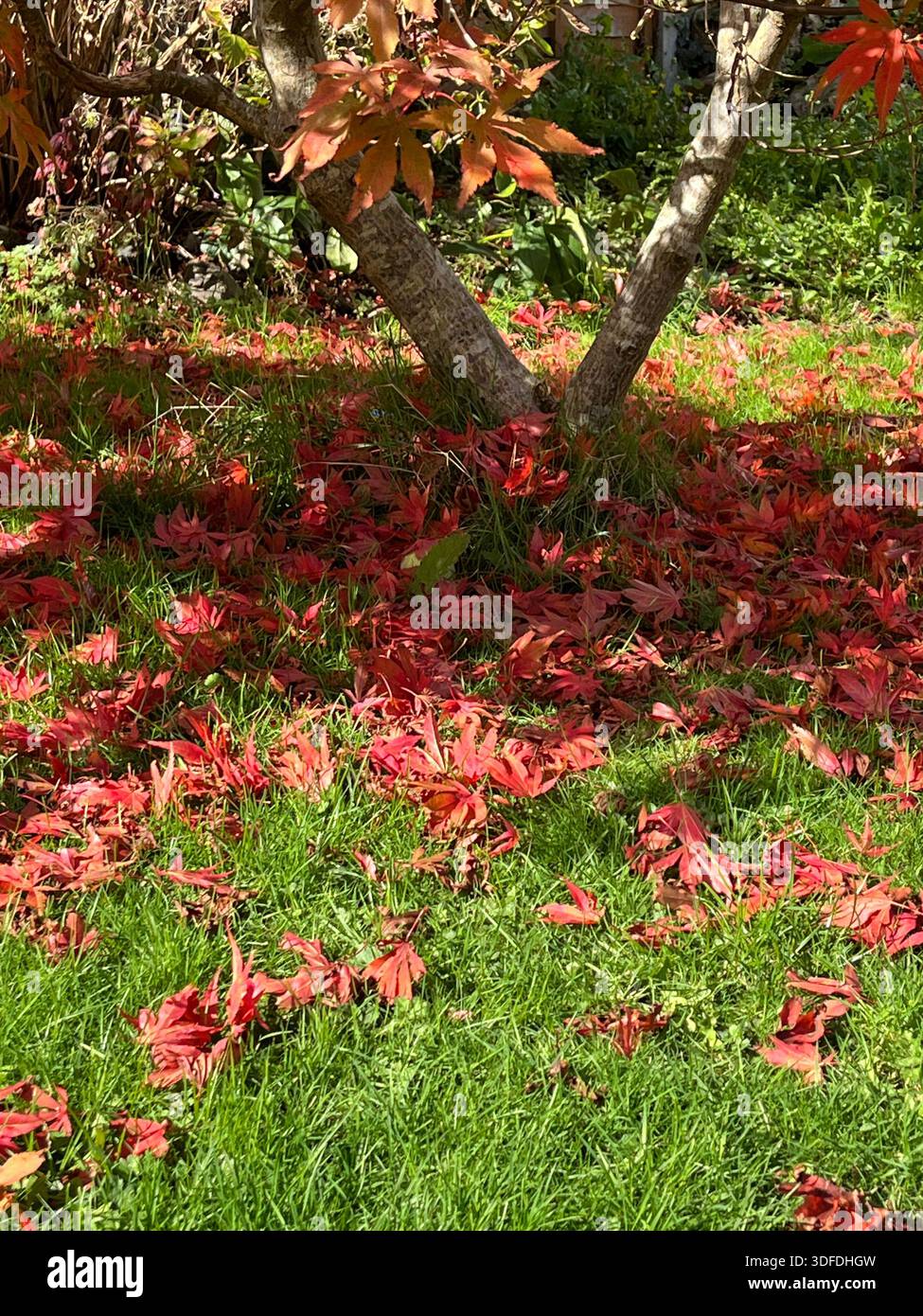 Japanese Maple growing in Garden in the UK - Smartphone Captured Stock Image