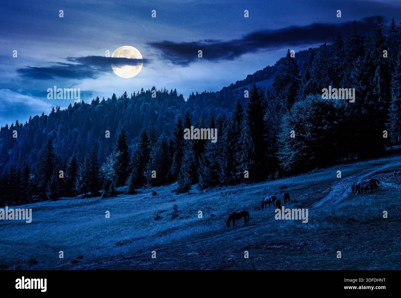 horses grazing near the dirt road on a clearing at night. edge of the coniferous forest on the hillside in full moon light. summer mountain landscape. Stock Photo
