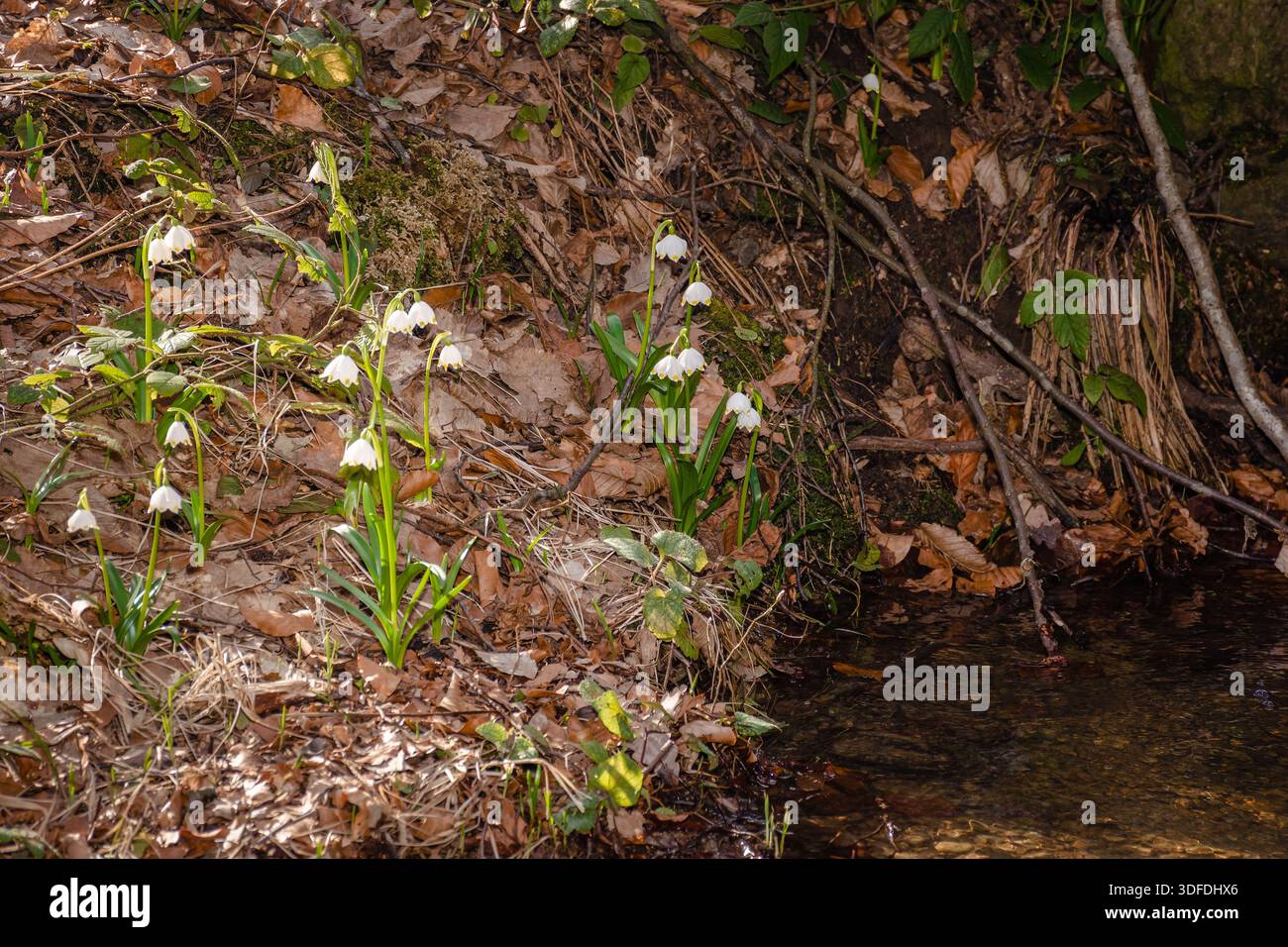 leucojum vernum blooming in early spring. summer snowflake flower closeup near forest brook on a sunny day. green environment background for nature aw Stock Photo