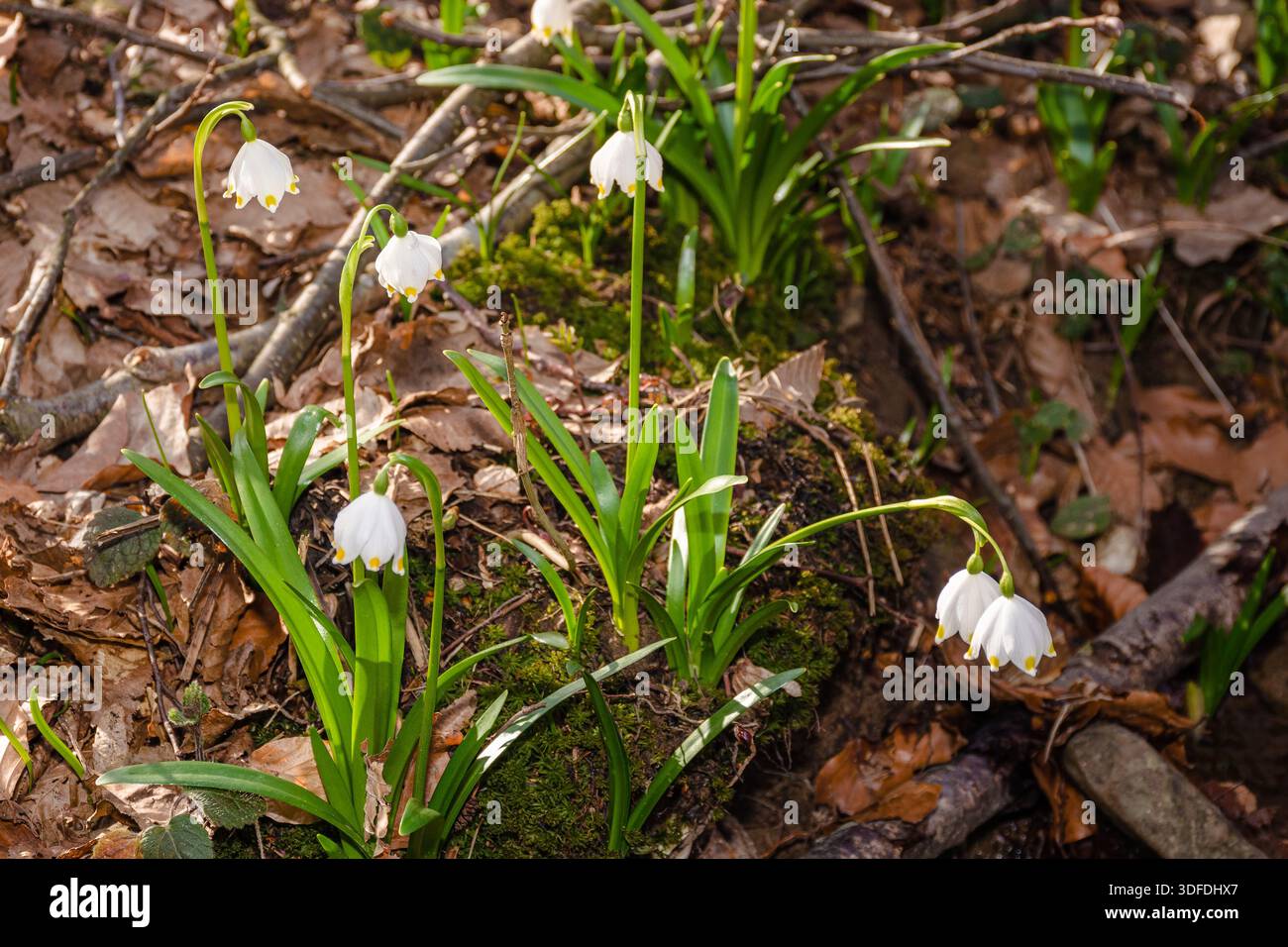 leucojum vernum blooming in early spring. summer snowflake flower closeup near forest brook on a sunny day. green environment background for nature aw Stock Photo