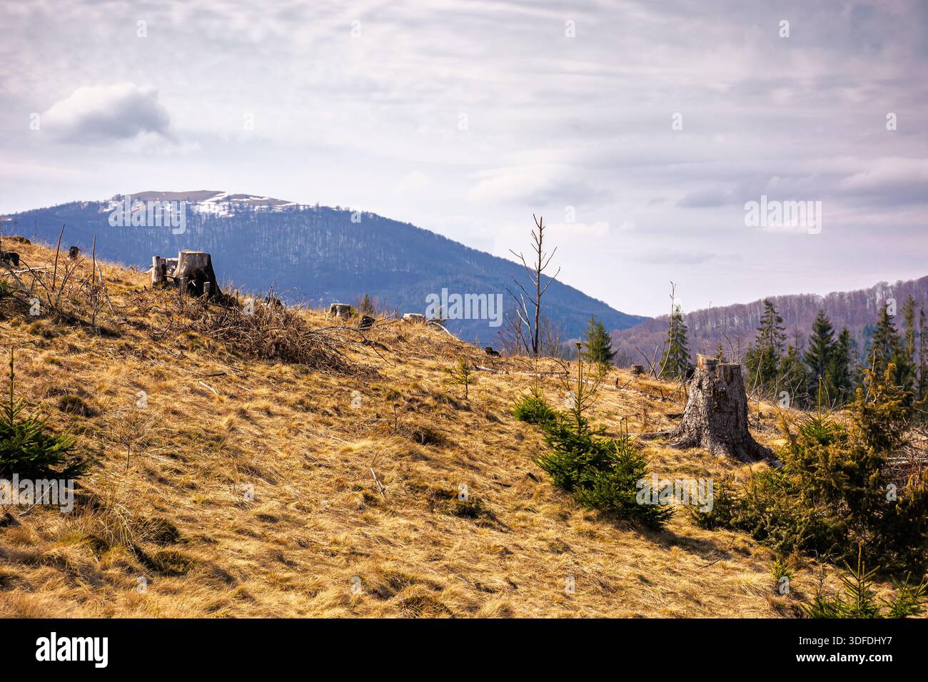carpathian mountains in early spring. tree stumps on rolling hills. forest clearing. deforestation landscape under blue sky. green environment sustain Stock Photo