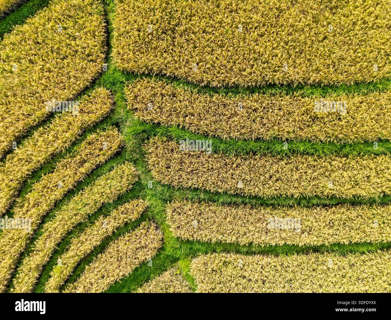 Patterns In Rice Field Paddy fields aerial view with golden rice terraces and natural curved ...