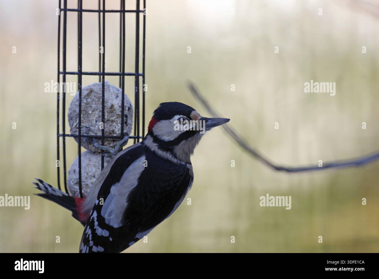 Great spotted woodpecker (Dendrocopos major), male, fat balls, bird feeding, winter, hunger, garden, Germany, close-up of a great spotted woodpecker h Stock Photo