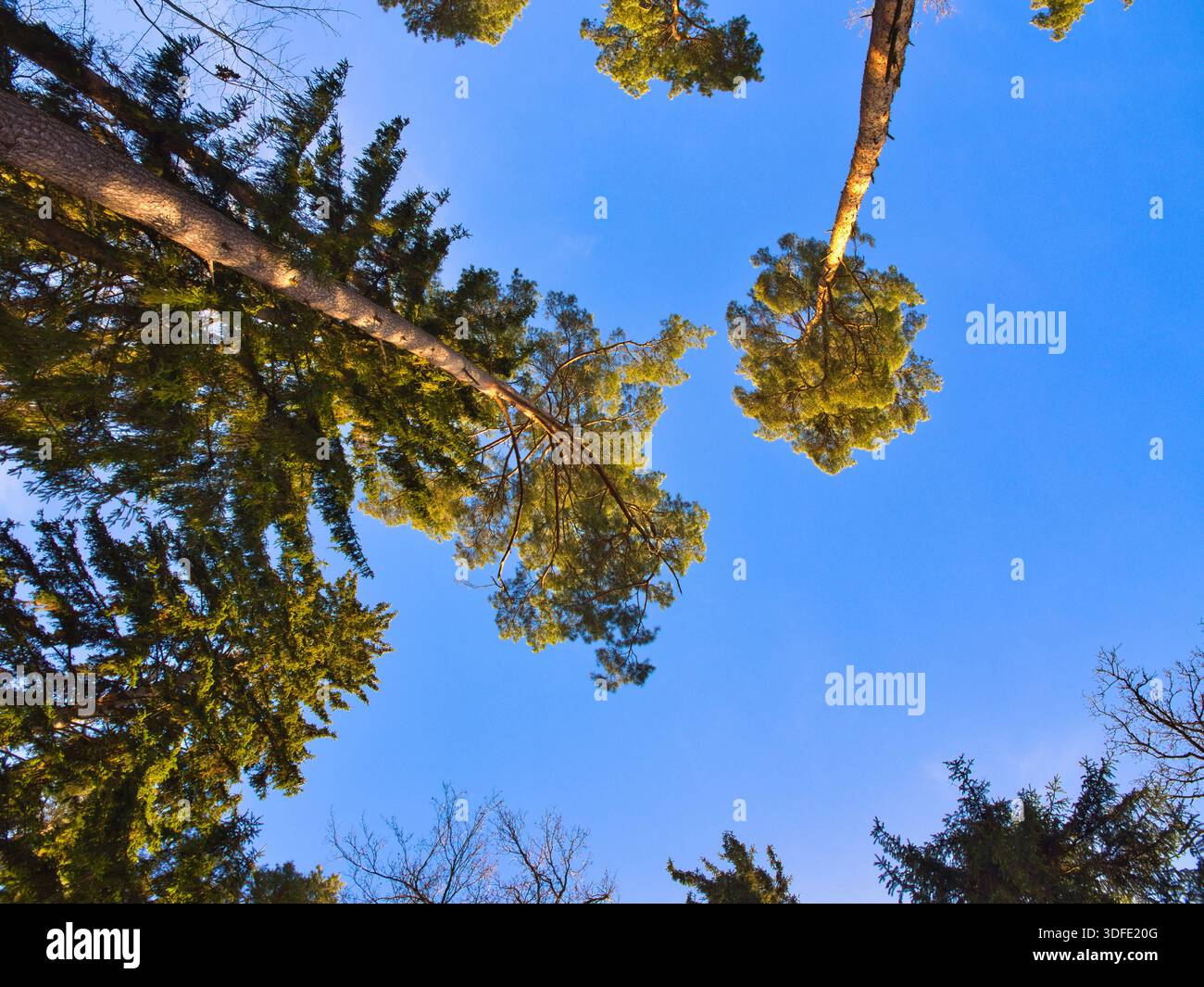 Looking Up Into Forest Canopy Under Blue Sky Stock Photo