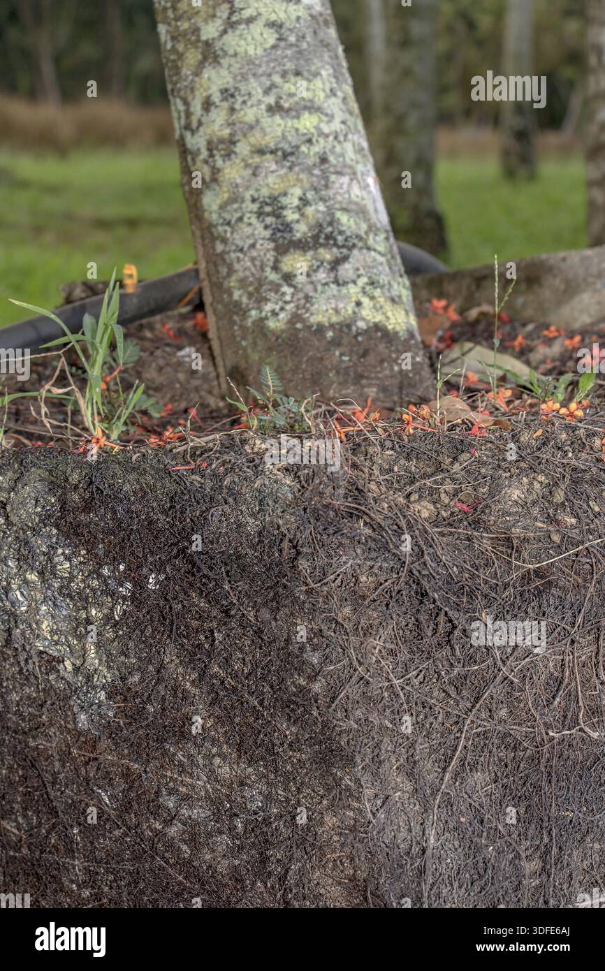 Veldale Growing Roots The roots grow in the ground under a tree, a cross-section of soil ...