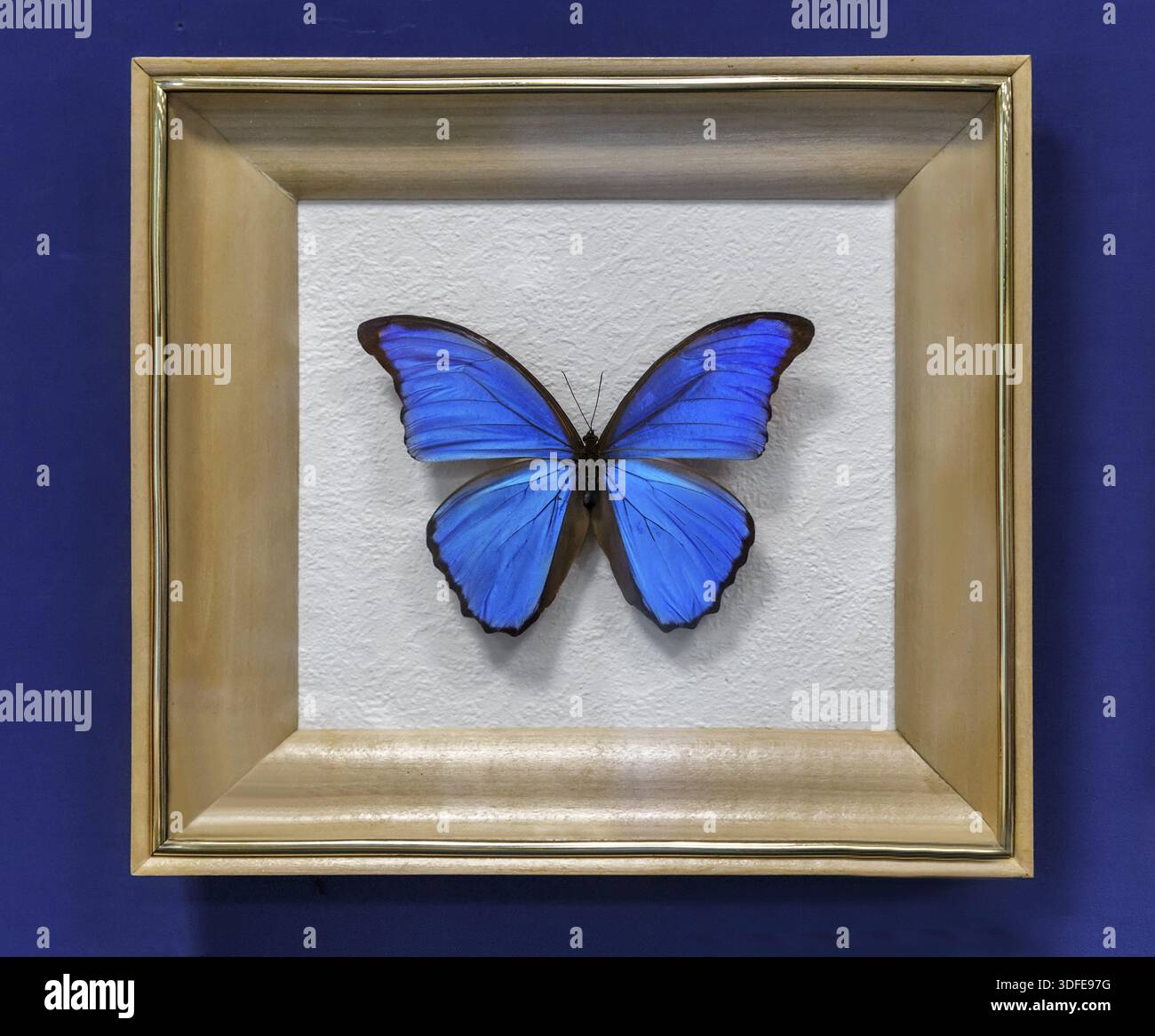Morpho didius hi-res stock photography and images - Alamy