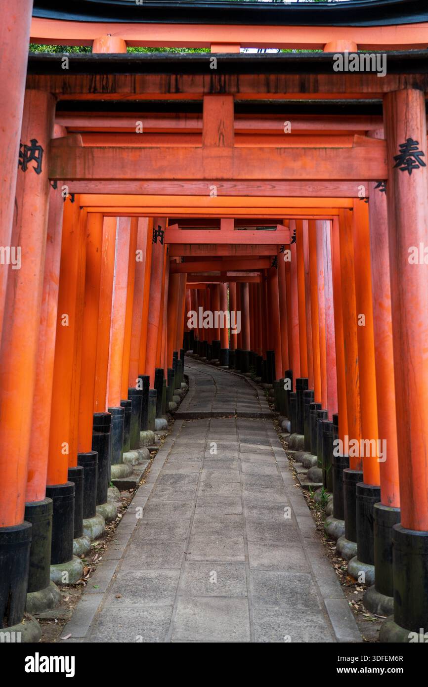 View of vibrant vermilion torii gates form a seemingly endless tunnel ...