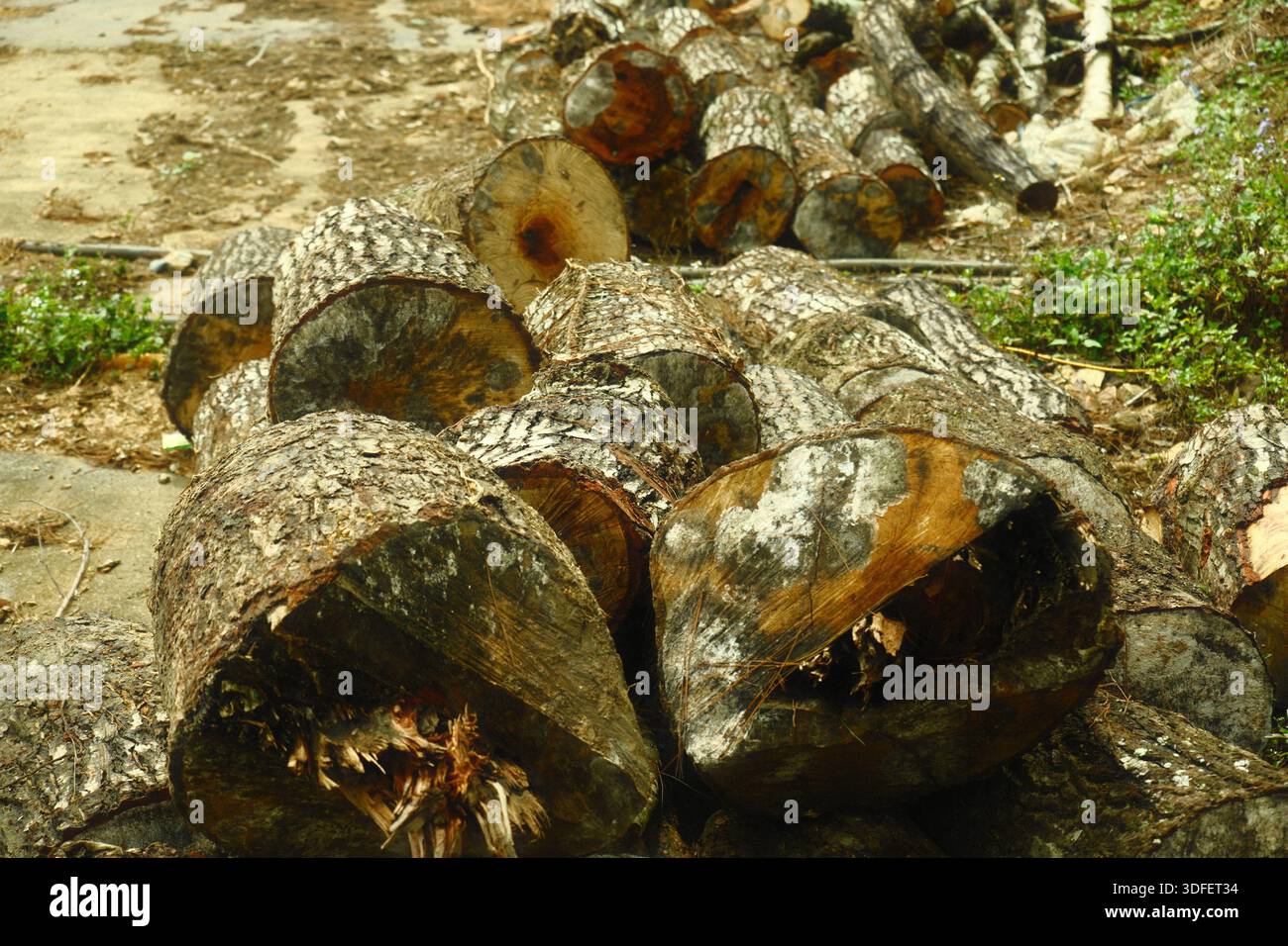 a pile of freshly cut timber pine logs Stock Photo