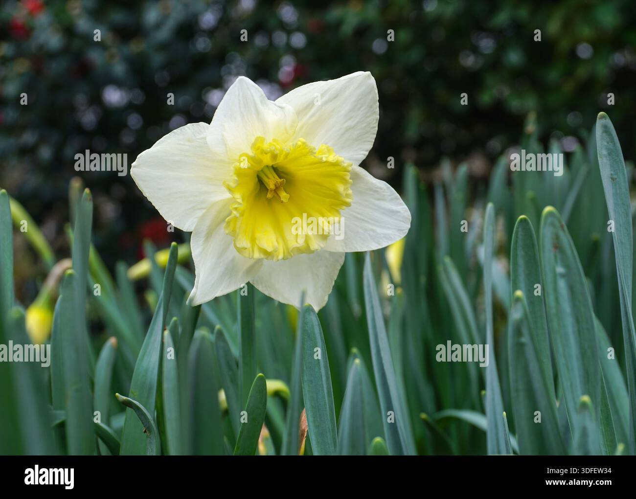 daffodil flower during spring bloom. early signs of spring in the garden Stock Photo