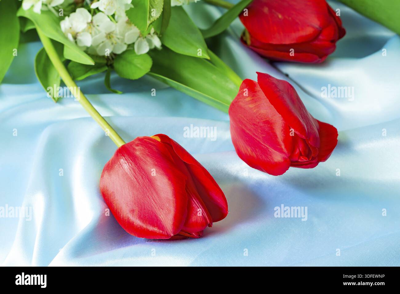 Three big beautiful tulips of bright red color with green leaves ...