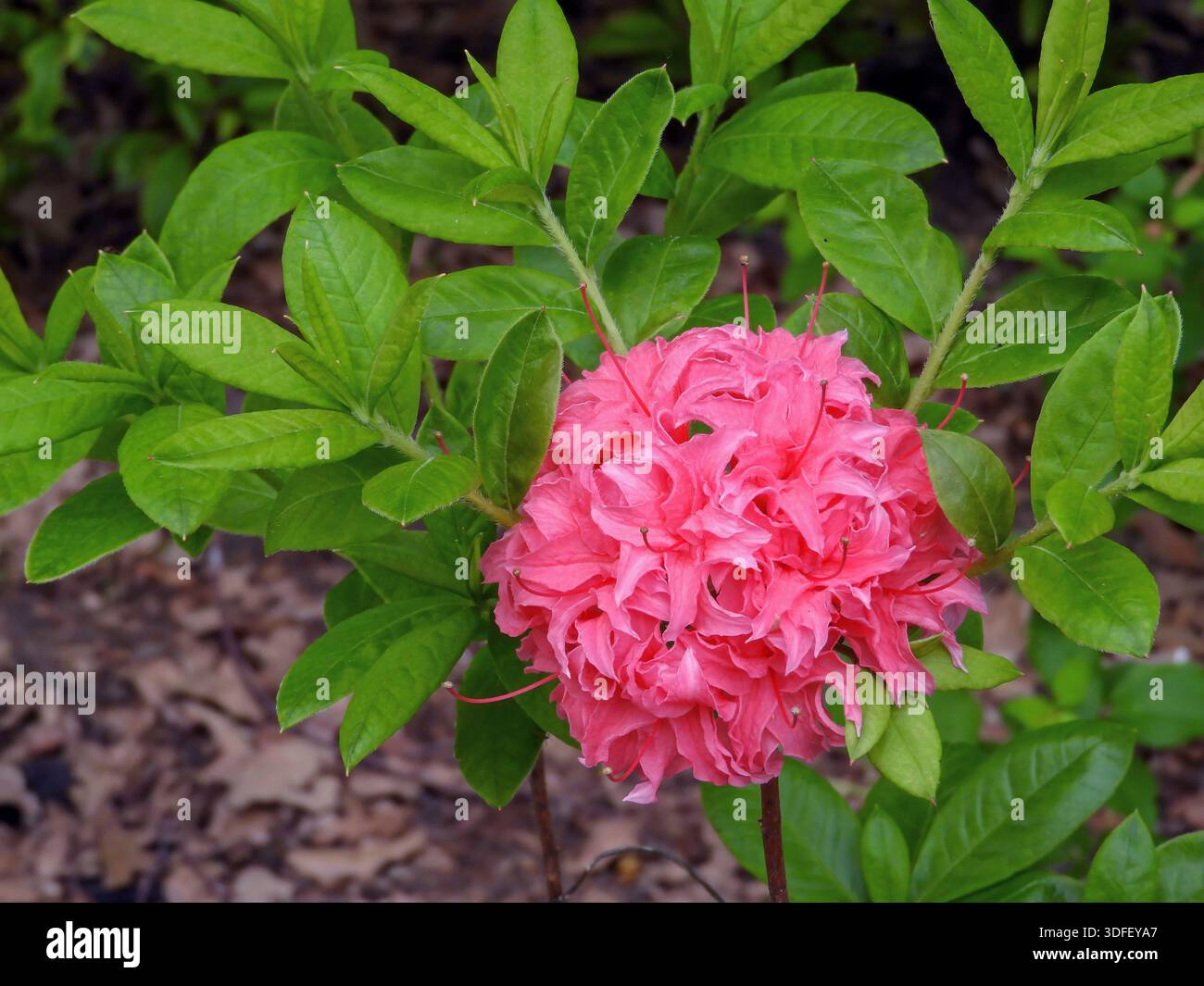 Spring Flower Ball Shape Ball shaped flowers hi-res stock photography and images - Alamy