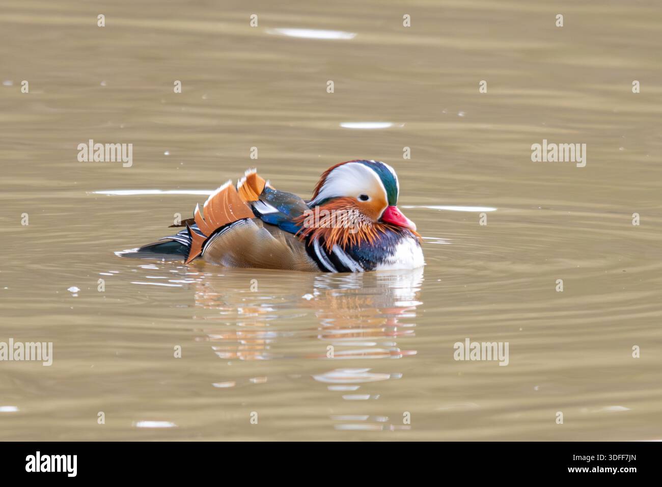 Mandarin duck swimming on lake hi-res stock photography and images - Alamy